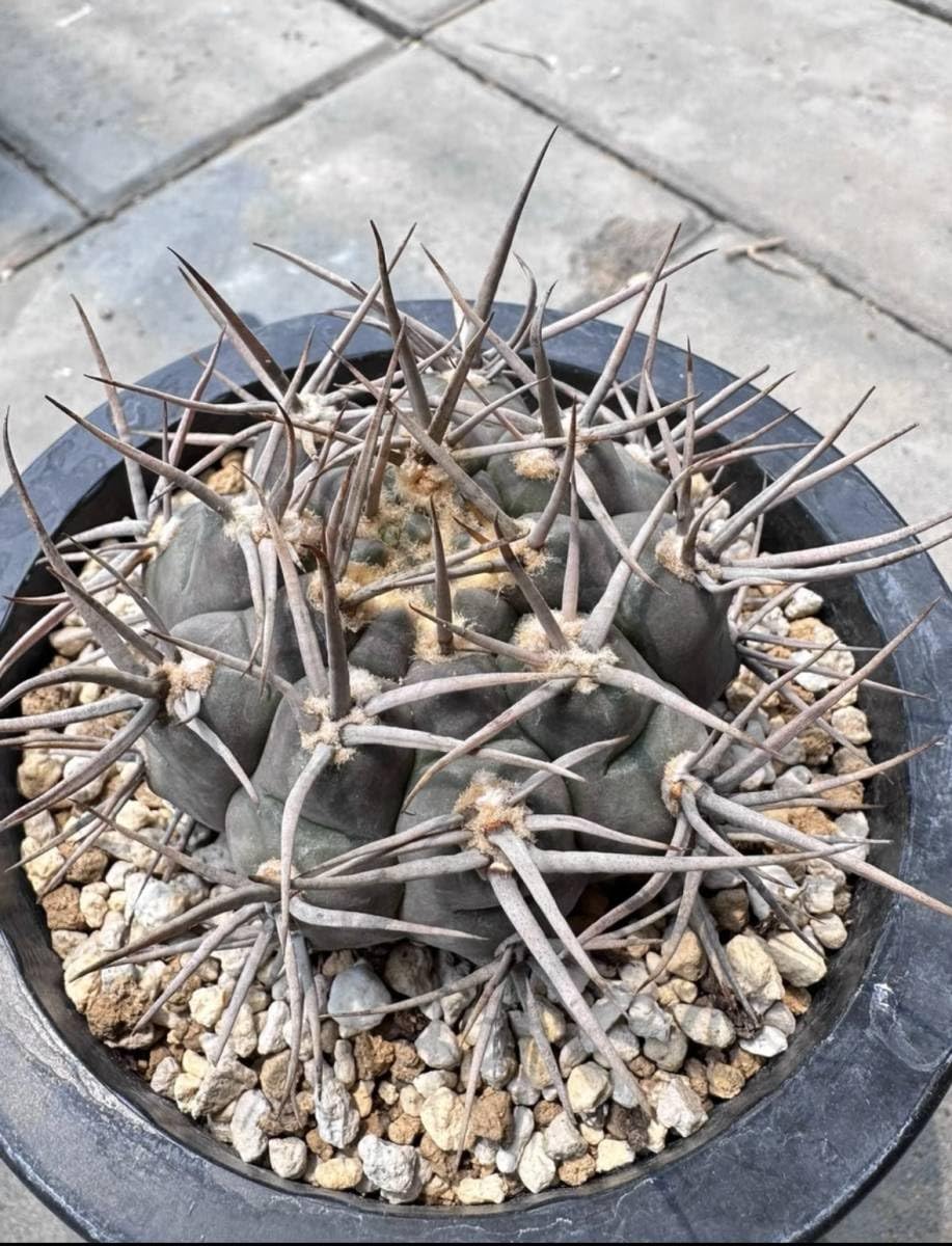 Amazon.co.jp: NO.1サボテン 多肉植物 ギムノカリキウム 守金魔天竜 l