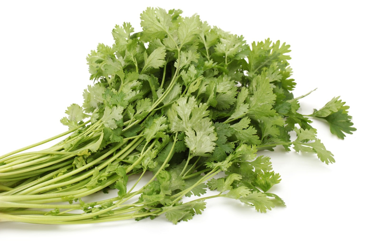 Cilantro Chinese Parsley
