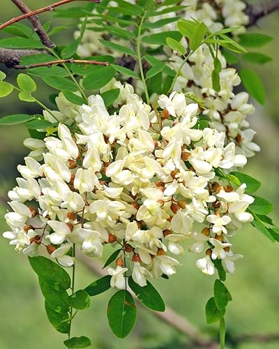 100 semillas de langosta negra  Robinia Pseudoacacia Flower Seeds