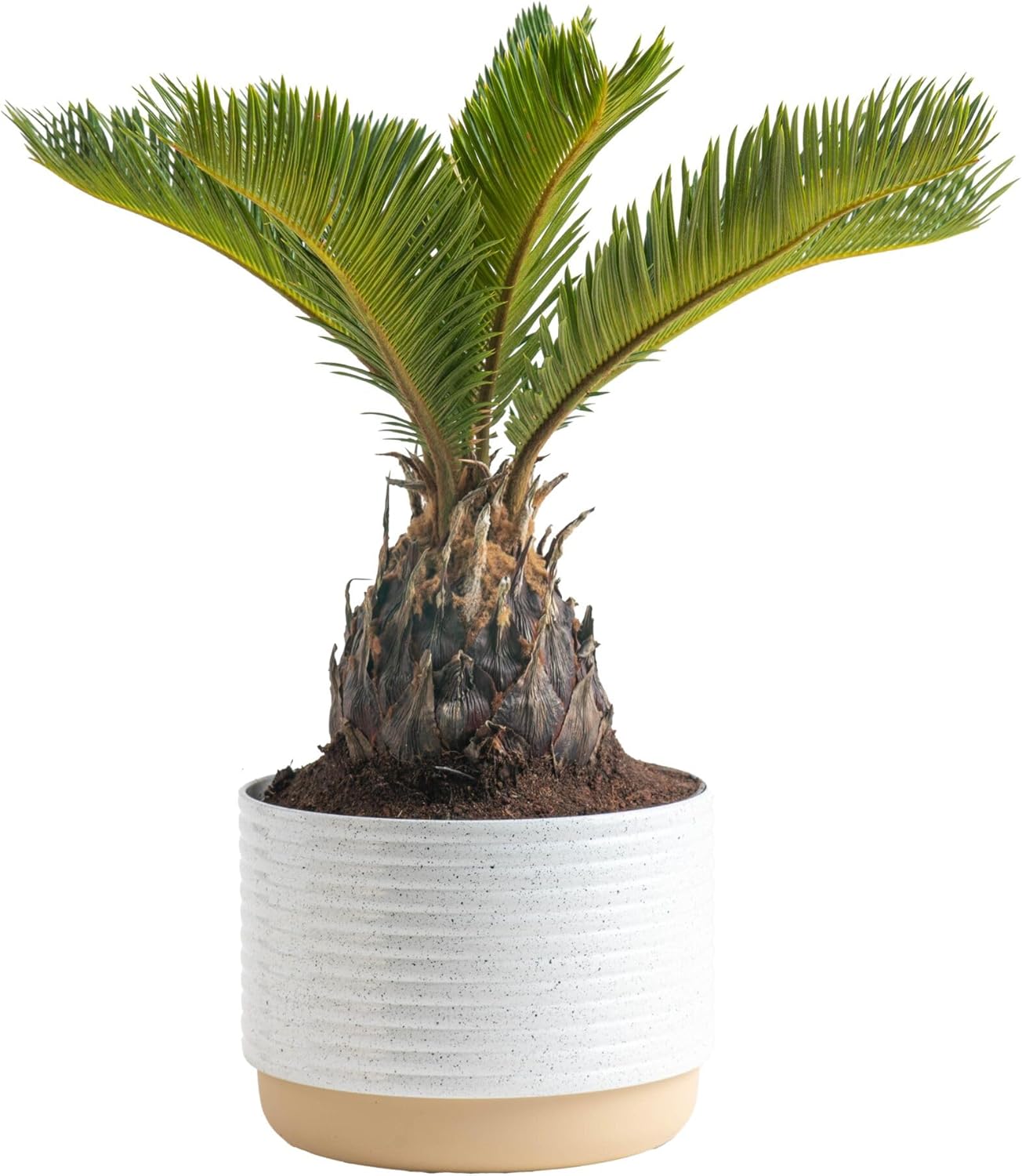 Costa Farms Sago Palm — Easy Indoor Plant