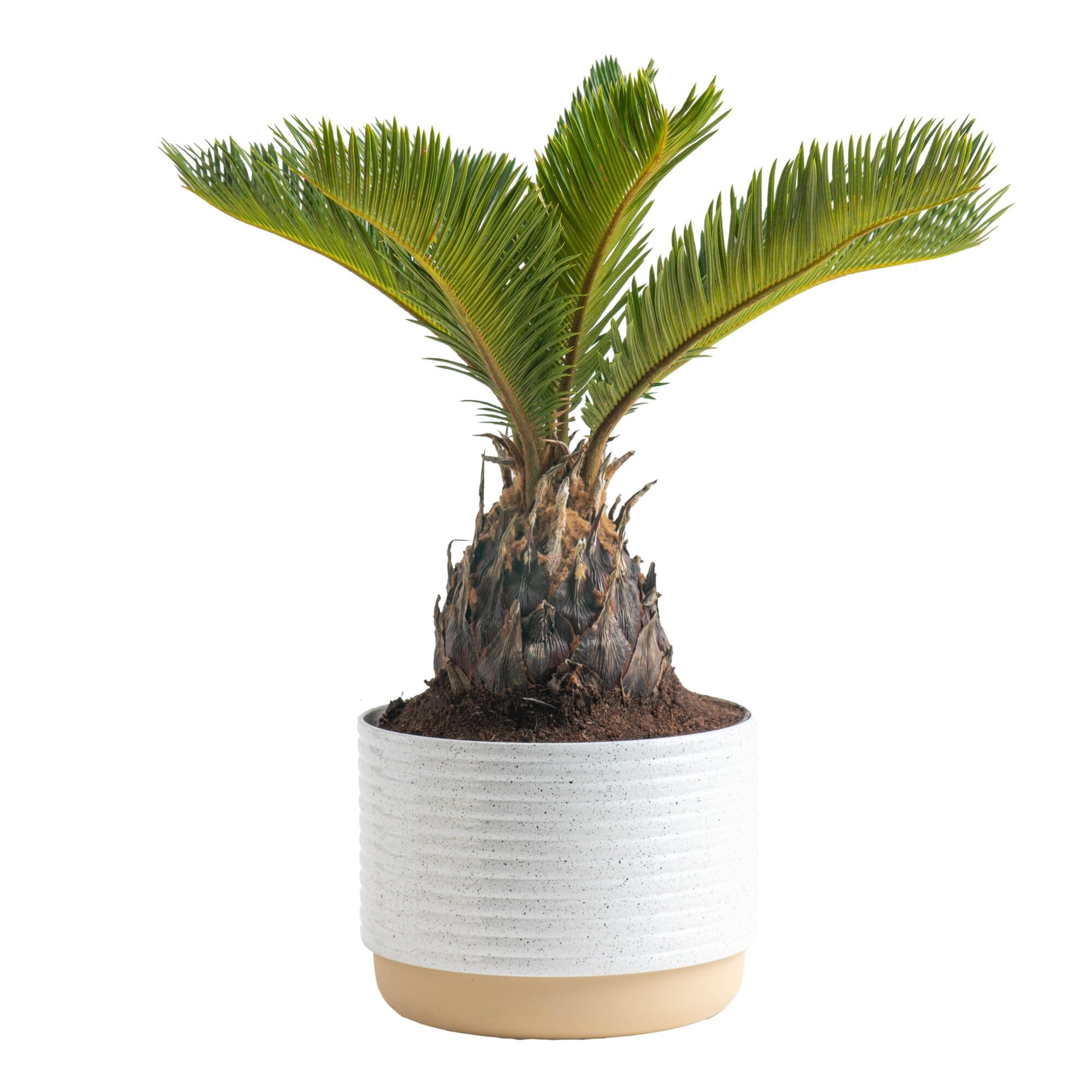 サゴ・パーム Amazon.com: Costa Farms Live Sago Palm, Easy to Grow Live Indoor
