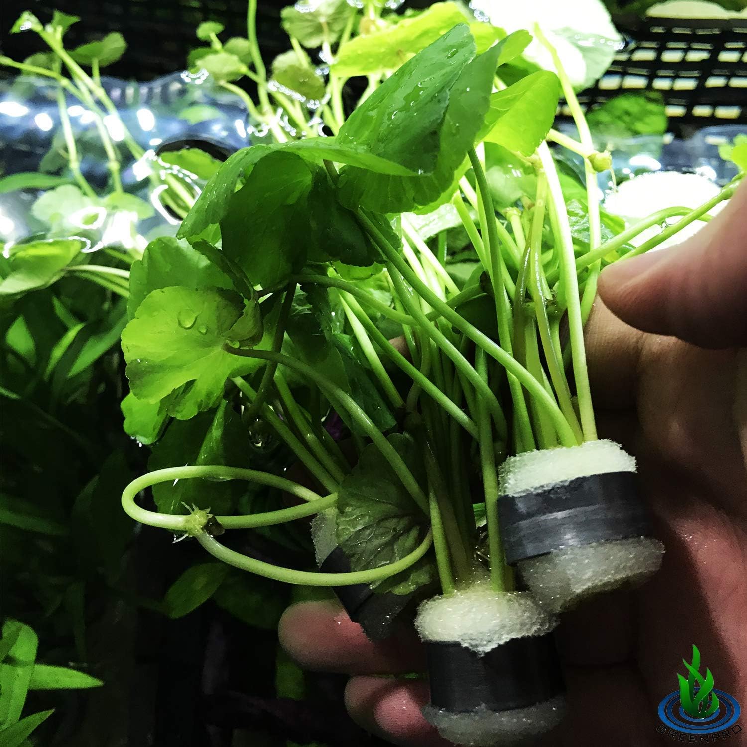 Hydrocotyle Leucocephala 3-Bunch Brazilian Pennywort Stems Freshwater Live Aquarium Plants Used in Foreground, Midground or Background Fish Tank Decoration