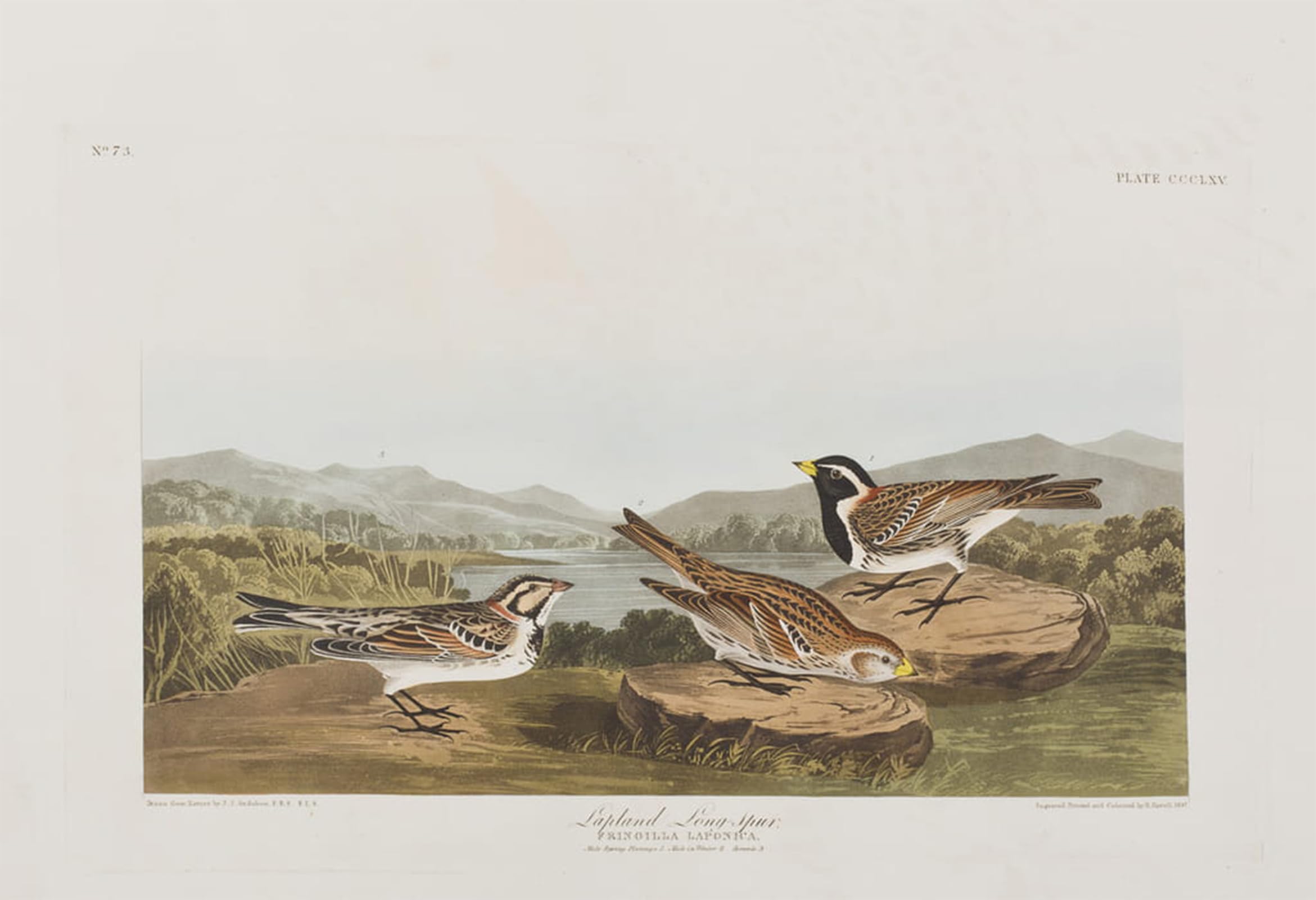 SERENDIPITP Retro Picture Poster Wall Art Pictures Painting Illustration From birds of America by John Jamess Audubon Wall Art Canvas Print for Wall Decor 60x90cm