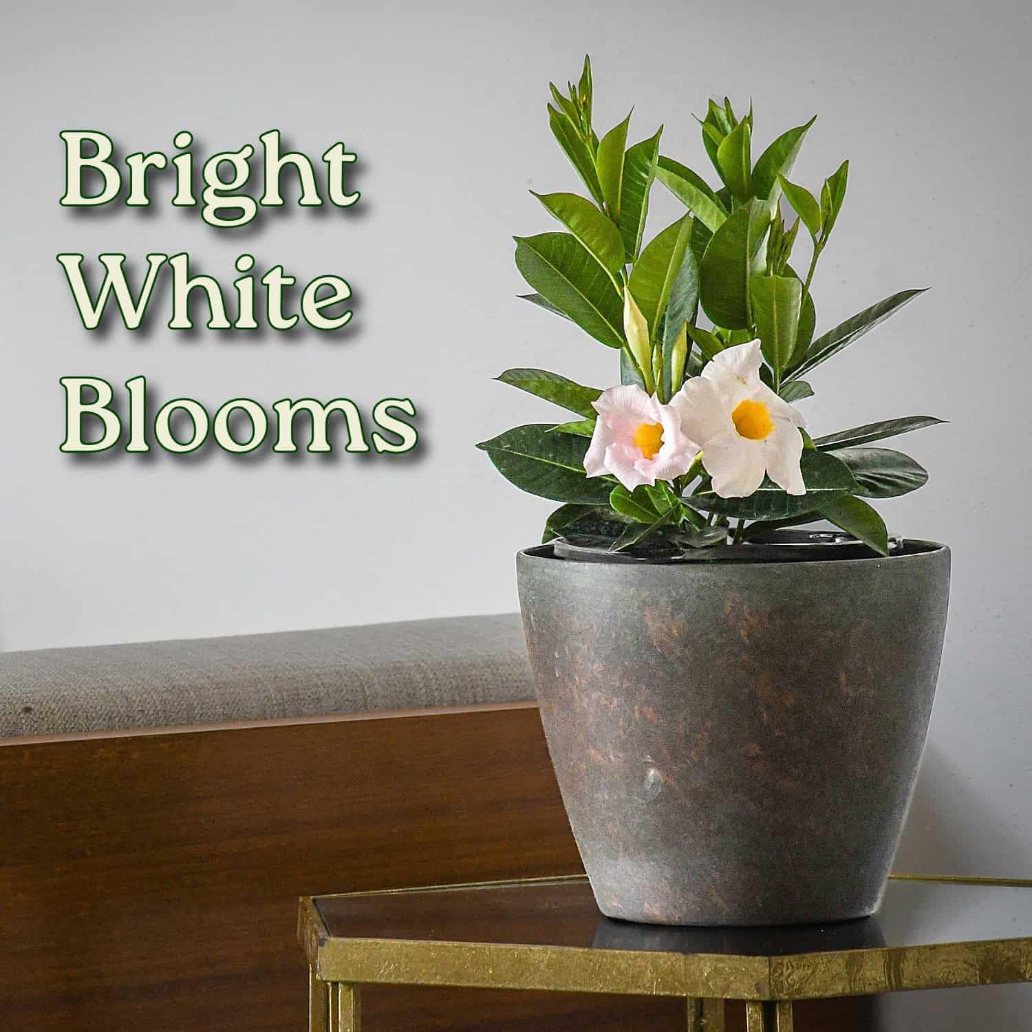 Tropical Plants of Florida - White Dipladenia Bush - 14 inch Overall Height - 6 inch Planter Pot (1 Gallon) (Plant Only)