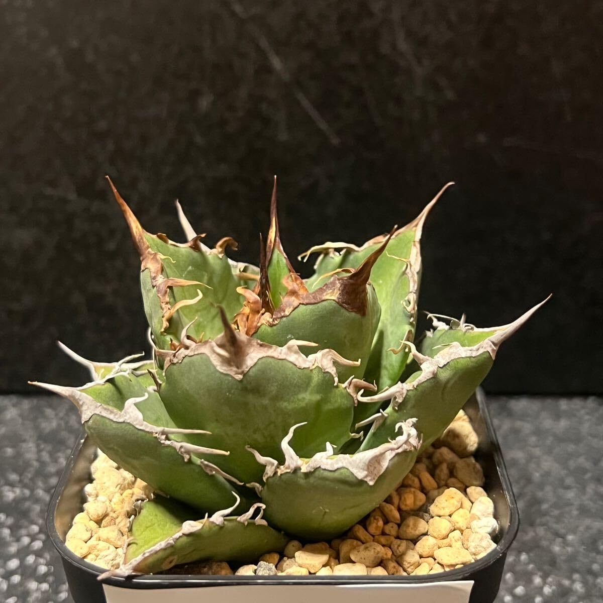 Amazon.co.jp: agave titanota sharksoui アガベ チタノタ