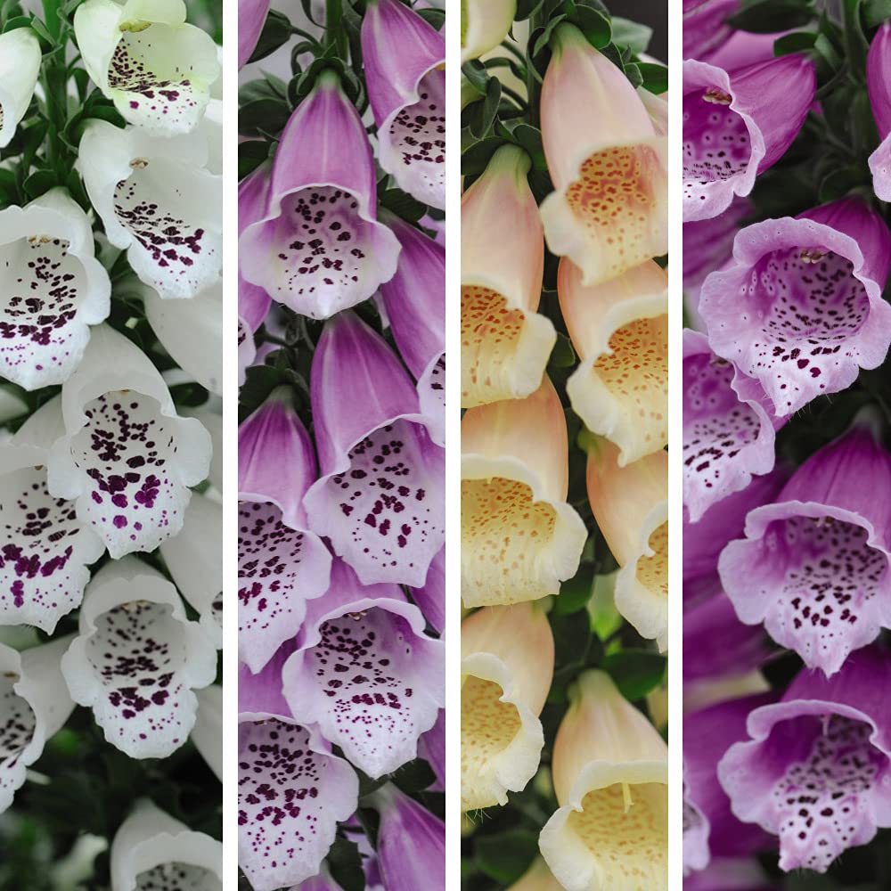 Foxglove Plant - Digitalis Dalmatian Mix Garden Plant Hardy Perennial Flowering Garden Plants Easy to Grow Your Own 6X 9cm Pots by Thompson and Morgan (6)