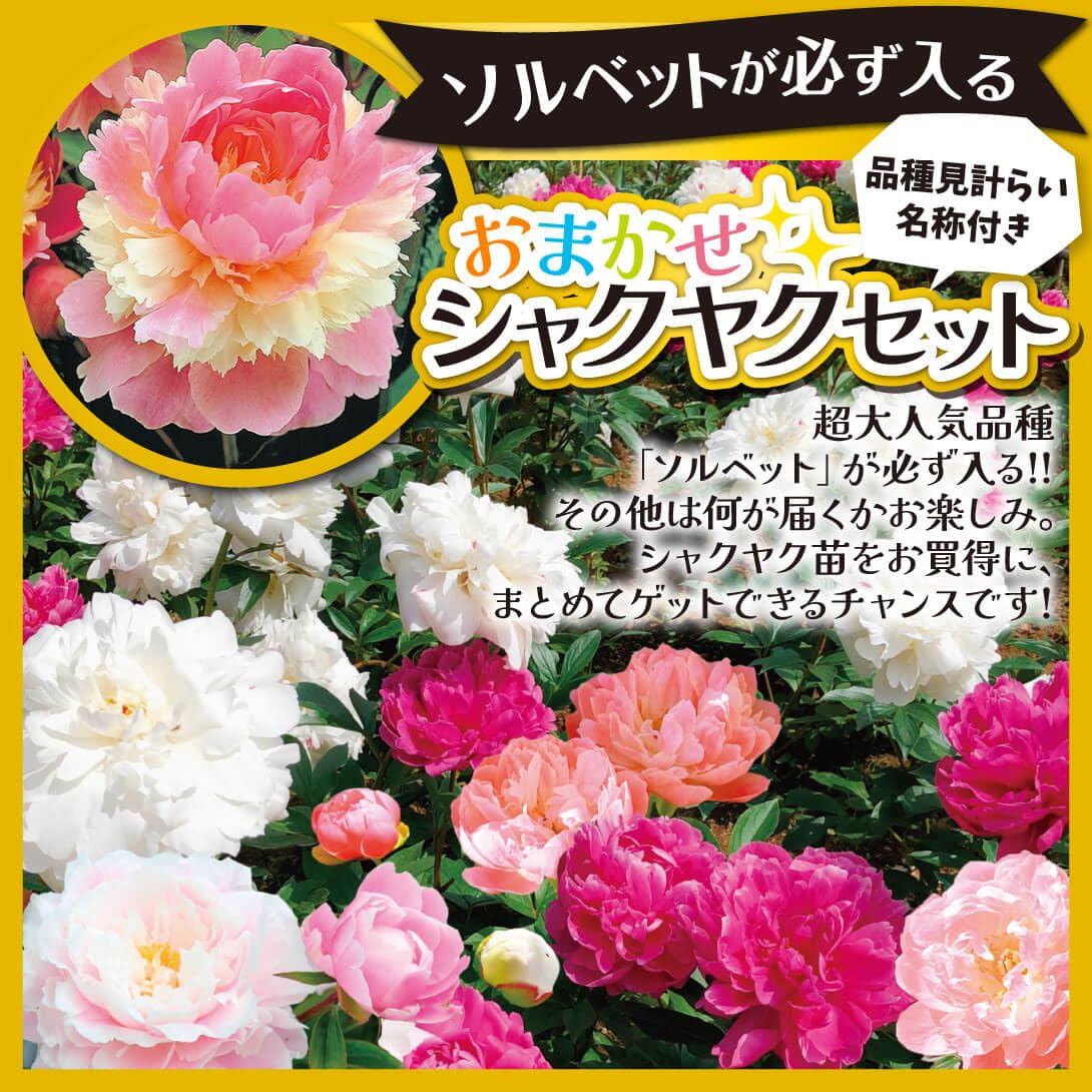 Amazon.co.jp: 花木苗 芍薬 おまかせシャクヤクセット(品種見計らい