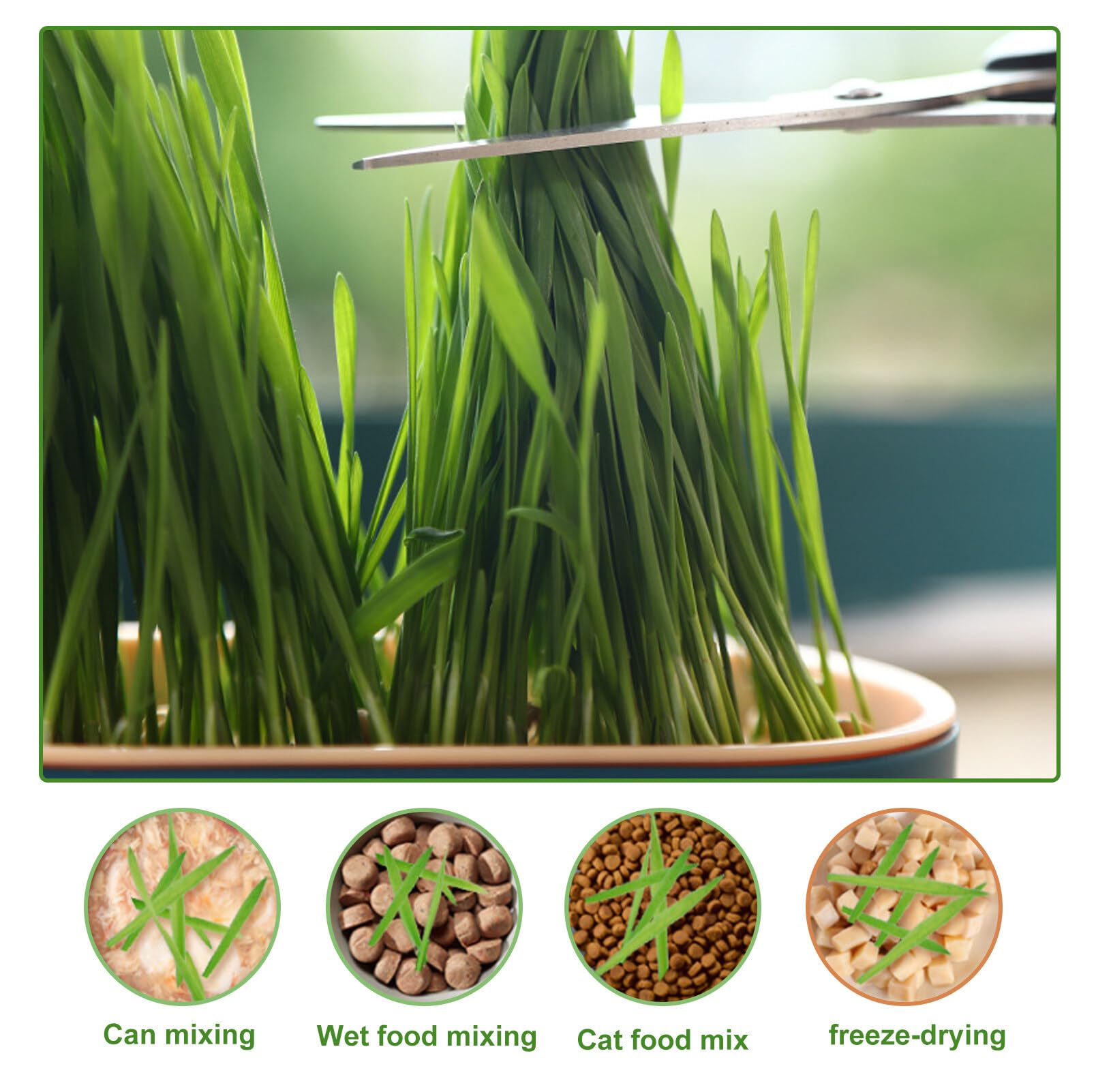 2 cuencos para plantas de hierba de gato, bandeja para hierba de gato, bandeja para gérmenes, bandeja de germinación, semillas, germinación, bandeja de germinación, bandeja de semillas para