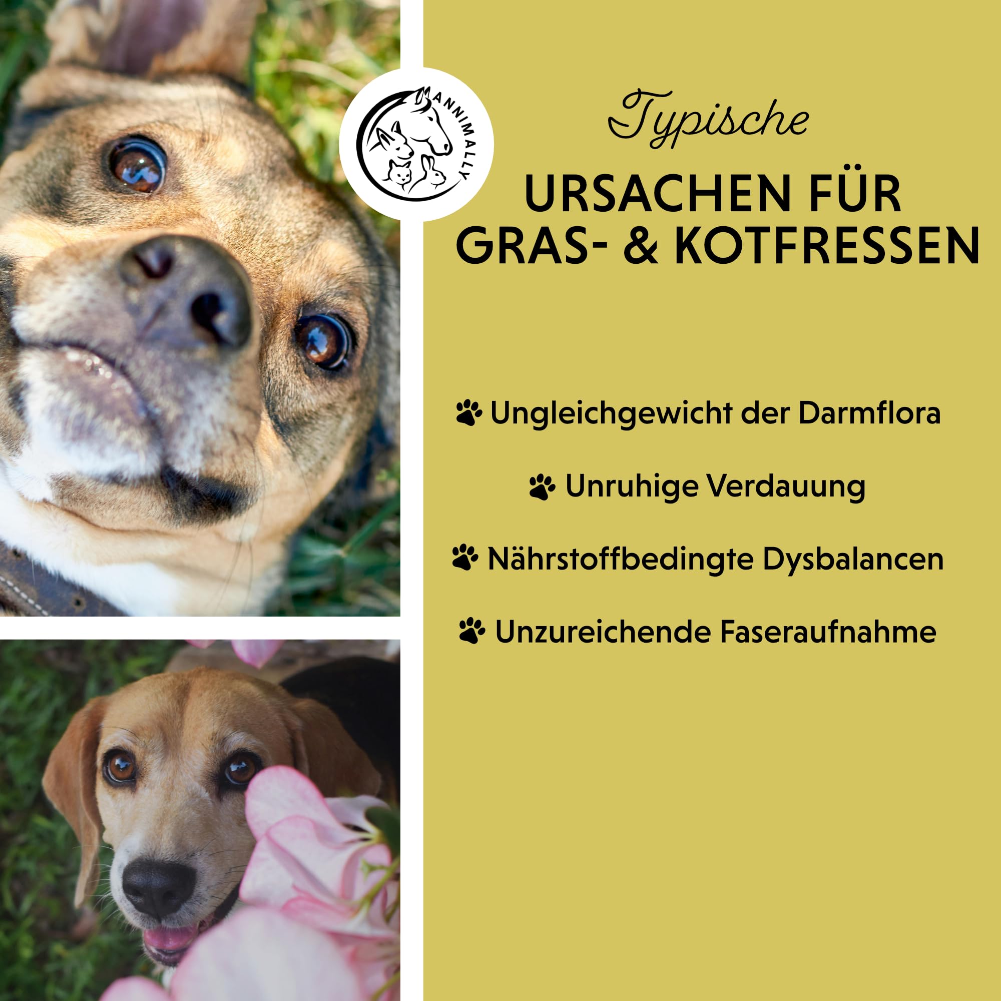 Annimally Gras- & Kotfresser Tabletten für Hunde - Unterstützen Verdauung & Magen-Darm-Flora, mit Probiotika, Ballaststoffen & Pflanzenstoffen, 120 Stück