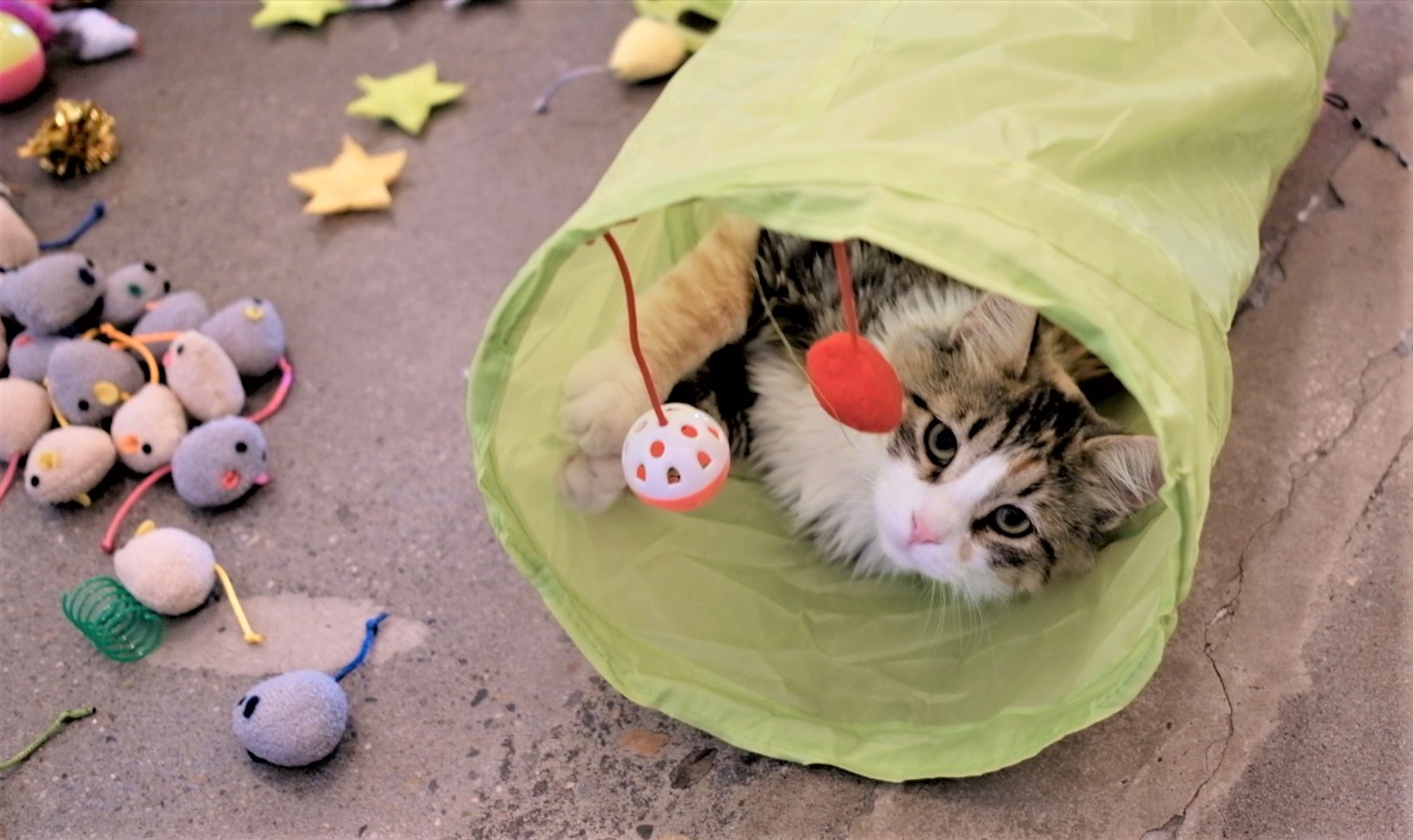 Youngever 24 Cat Toys Kitten Toys Assortments, Tunnel, Interactive Cat Teaser, Fluffy Mouse, Crinkle Balls for Cat… - Image 7