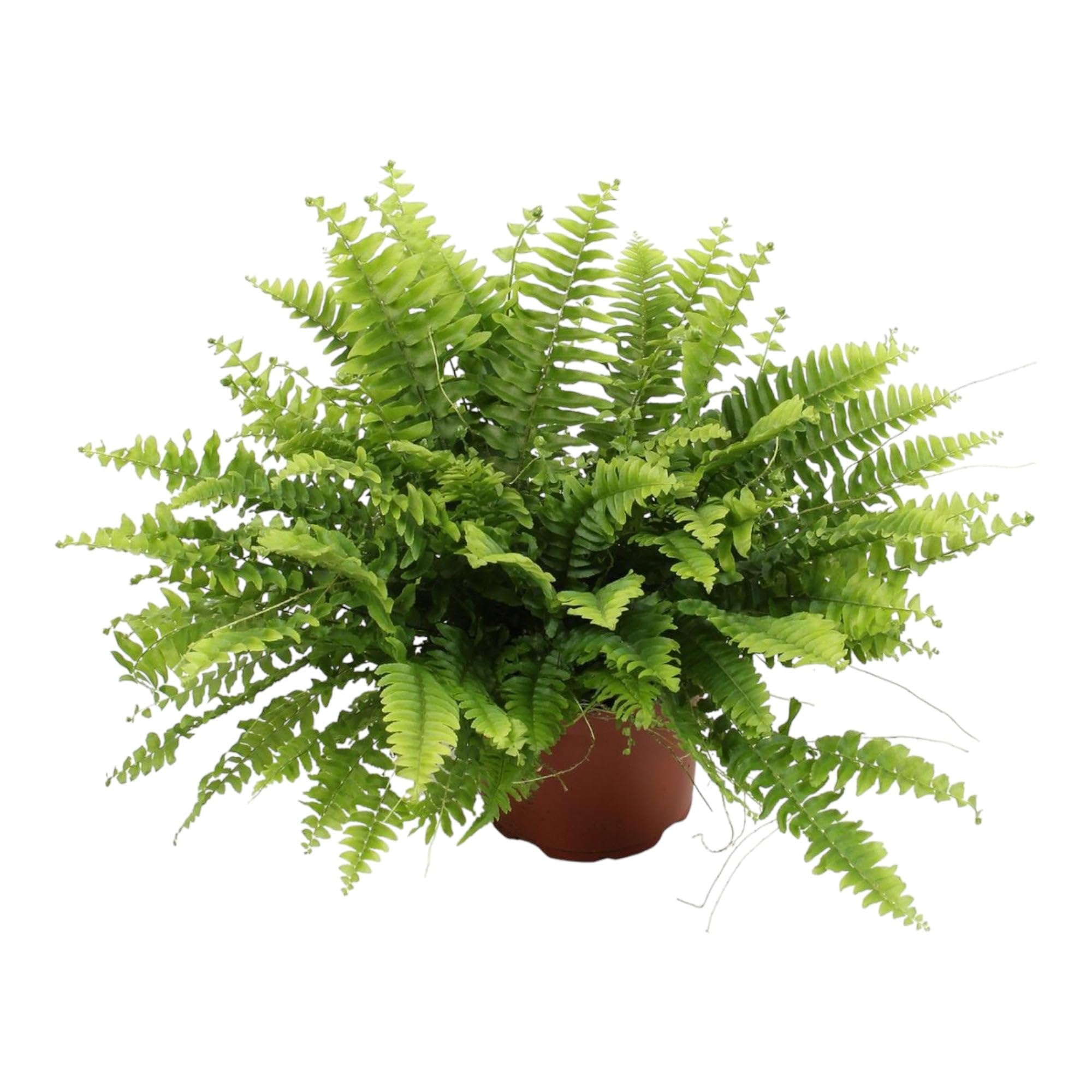 Trendyplants - Nephrolepis Boston Green Moment - Fougère frisée - Plante d'intérieur - Hauteur 15-35 cm - Taille du pot Ø12cm