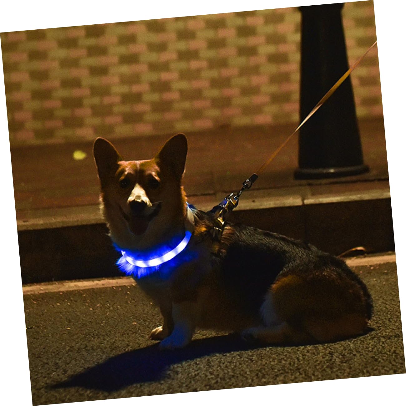 Housoutil Lot De 2 Colliers LED pour Chien 55 Cm Chargement Sécurité Nocturne Confortable