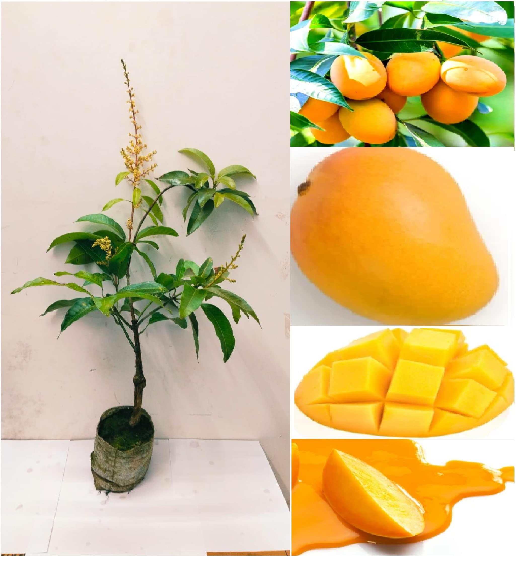 Green View® Thailand Baramasi Mango Live Plant | Thai All Season