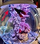 Review Image by Louie King Louie King