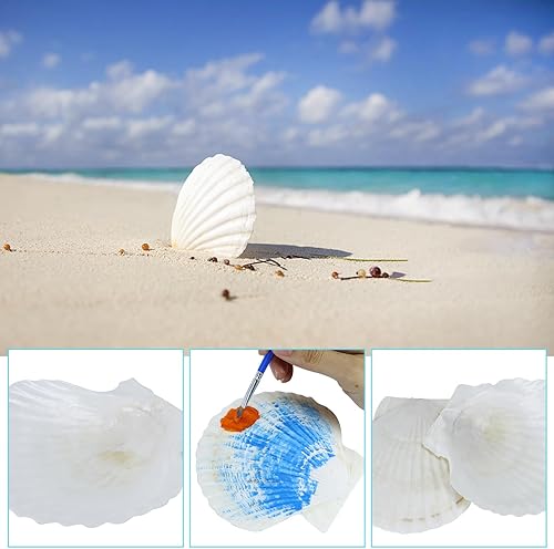 Miniatura 6 de 15 conchas marinas naturales grandes blancas, de 4 a 4.7 pulgadas para manualidades, servir alimentos, hornear y más