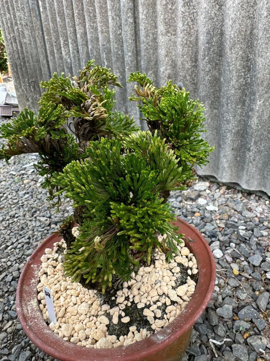 norichan様専用 岩松 イワヒバ 龍宮 30年物 岩松 イワヒバ 岩ヒバ 盆栽