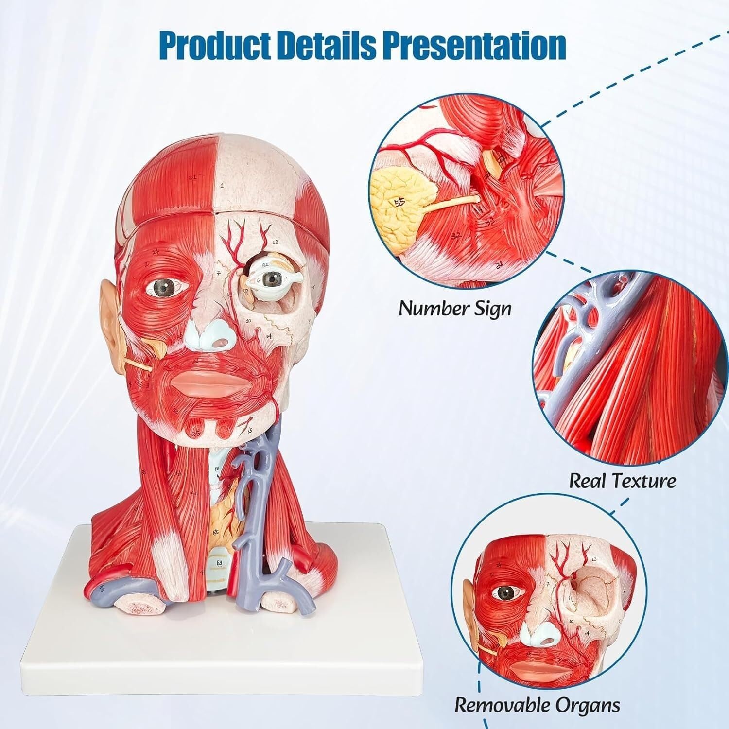 HEQIM Life-Size Head and Neck Muscle Model with Blood Vessels Nerves and Brain, Anatomical Head and Neck Muscle Model, 10 Parts, for Medical Anatomy and Physiology Research Teaching