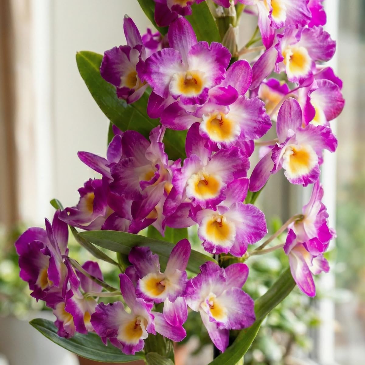 Orchideen Echte Pflanzen - Bambus Dendrobium Nobile Purple Passion - 2 große Zimmerpflanzen aus Holland - 30-40 cm hoch - mit Blüten und duftend (Nicht künstlich, ohne Dünger und Topf, kein Samen)