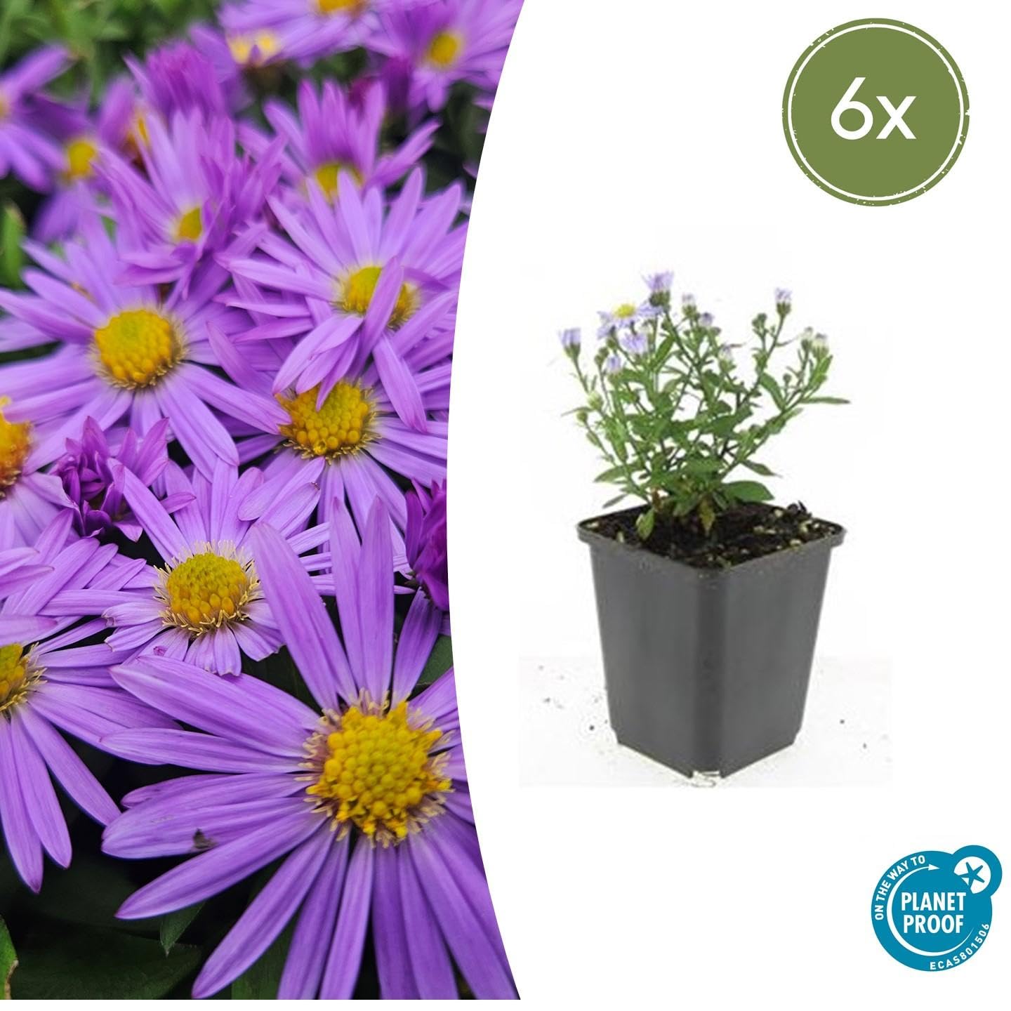 Poduszka Aster (D) "Prof. Anton Kippenberg", 10-25 cm, Ø 9 cm, 6 roślin, fioletowe jesienne kwiaty, łatwa w pielęgnacji, grządki i doniczki