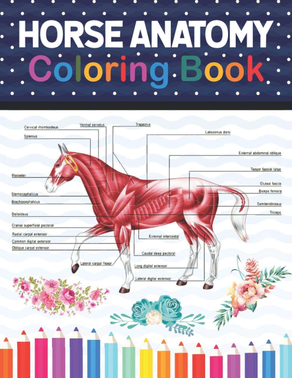 Buy Horse Anatomy Coloring Book The New Surprising Magnificent Learning Structure For