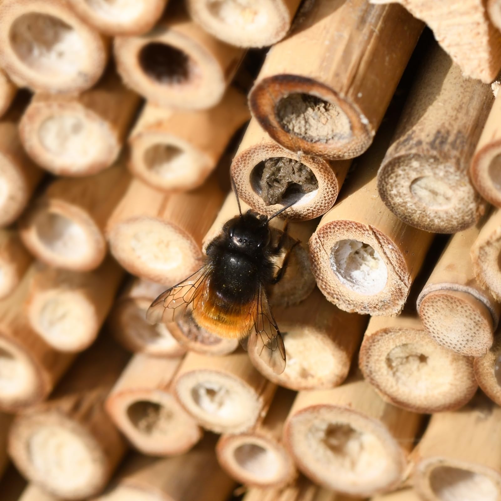 GARDIGO® Set di Costruzione Hotel Insetti Fai da Te | Casetta da Costruire | Made in Germany | Legno di Abete Rosso | Base e Materiali di Riempimento | Costruzione Bug Hotel