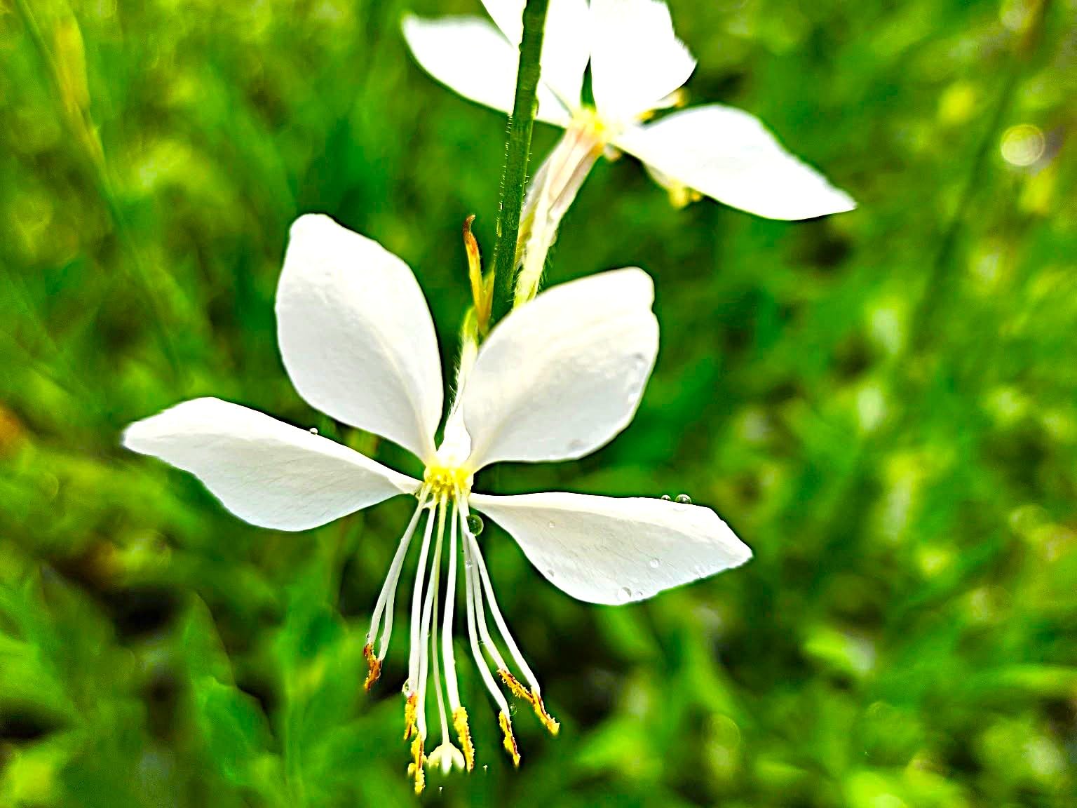 Greenwood Nursery Gaura ‘Whirling Butterflies’