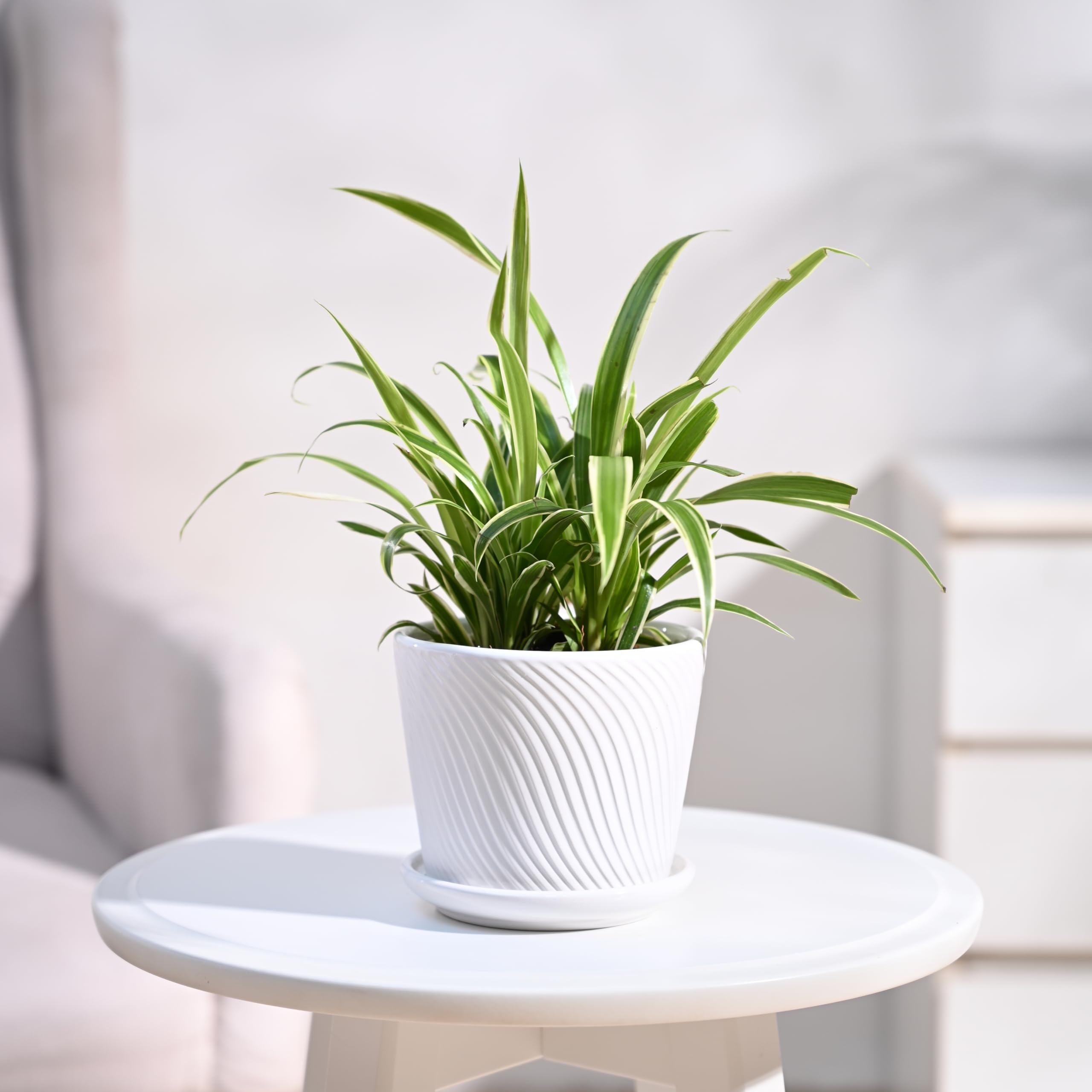 UGAOO Spider Plant Indoor Live Plant for Home with Spiro Ceramic Pot (White, Small)-image-30