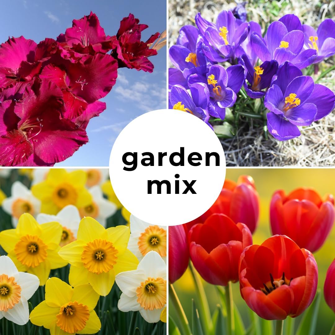 Complete Spring Flower Garden | 50 Fresh Bulbs | Bloom All Spring and Summer | Easy to Grow Flower Bulb, Indoor/Outdoor | Tulips, Daffodils, Crocus, Gladiolus - Living Gift