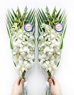 Sunne Tropical OrchidClub USA Fresh Cut Flowers Dendrobium Orchids (10 Stems WHITE)