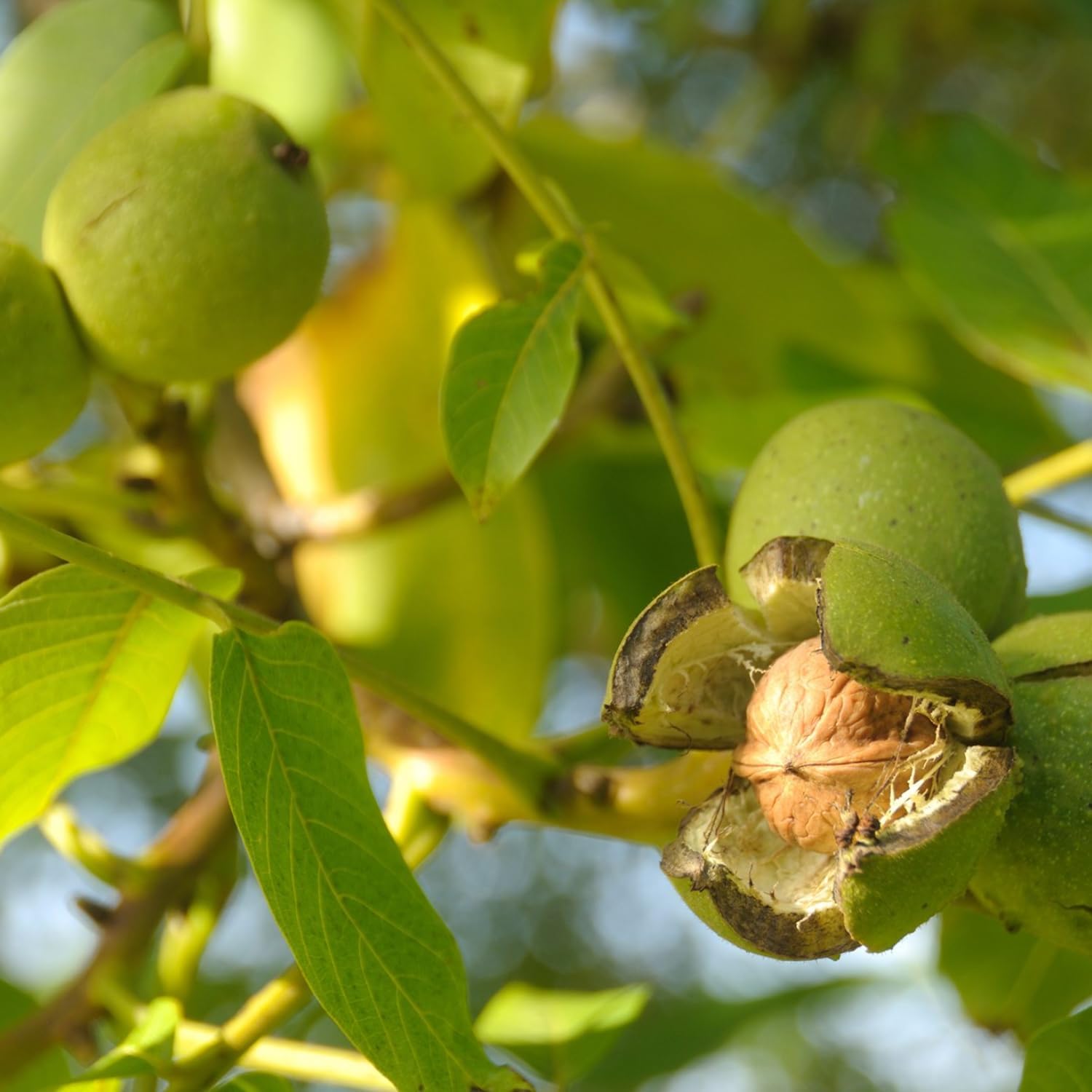 Walnut Tree Plant, 1 Year Old Walnuts Tree 1-3 Feet Tall, Hardy, Winter Dormant Nut Tress for Outdoor Growing