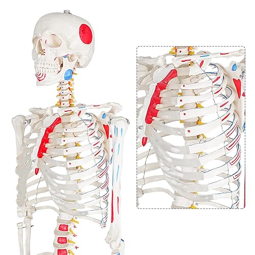 Miniatura 4 de Ultrassist Modelo de esqueleto humano réplica de esqueleto anatómico de tamaño real con nervios espinales inserción muscular y puntos de origen