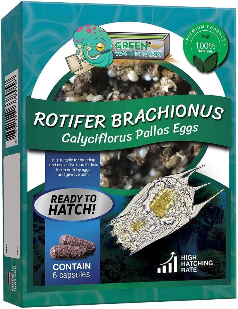 GreenWaterFarm Salmon Brachionus Calyciflorus Pallas Eggs Hatching Cultivation Live Fish Bait Beta Fish