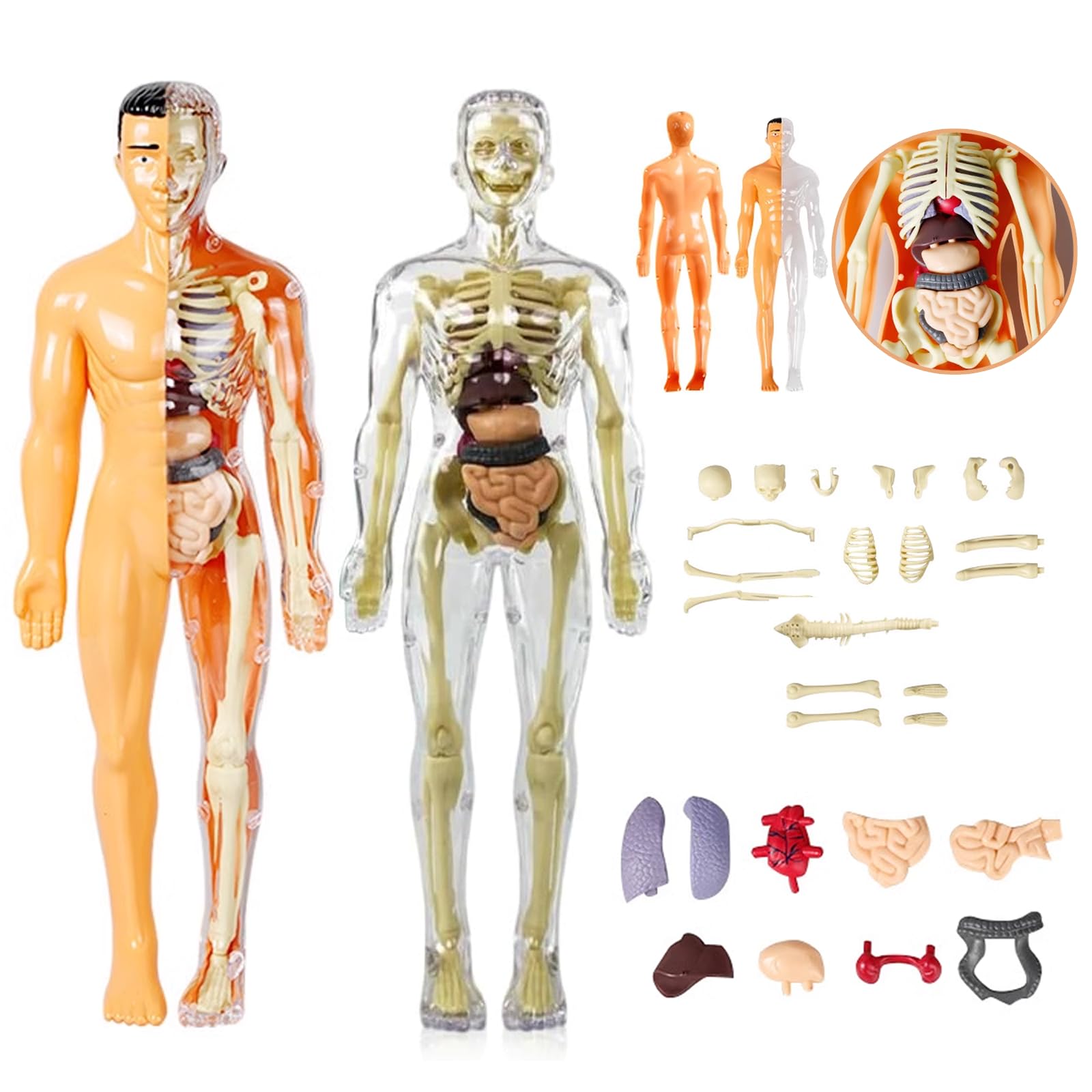 Sufeasdf 3D Human Body Anatomy Model(Half&Fully Transparent) for Kids, Skeleton Model Kids, Children Diy Skeleton Model Toy, Educational Science Kit