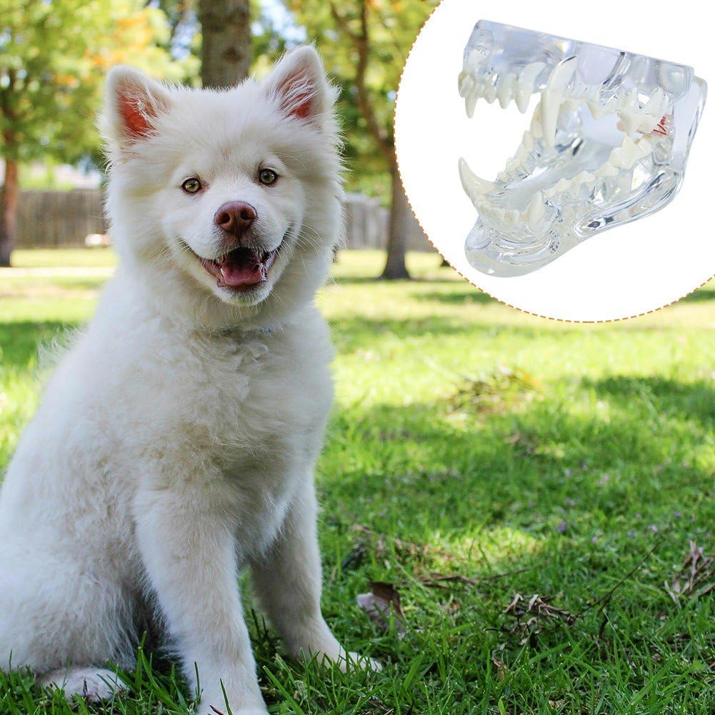 Zahnmodell Für Hunde Aus Transparentem Harz, Zu Öffnendes Kiefer- Und Mundzahnmodell Für Hundezähne, Pathologisches Medizinisch-anatomisches Modell, Hundepathologie Für Die Aufklärung Von Zahnärzten