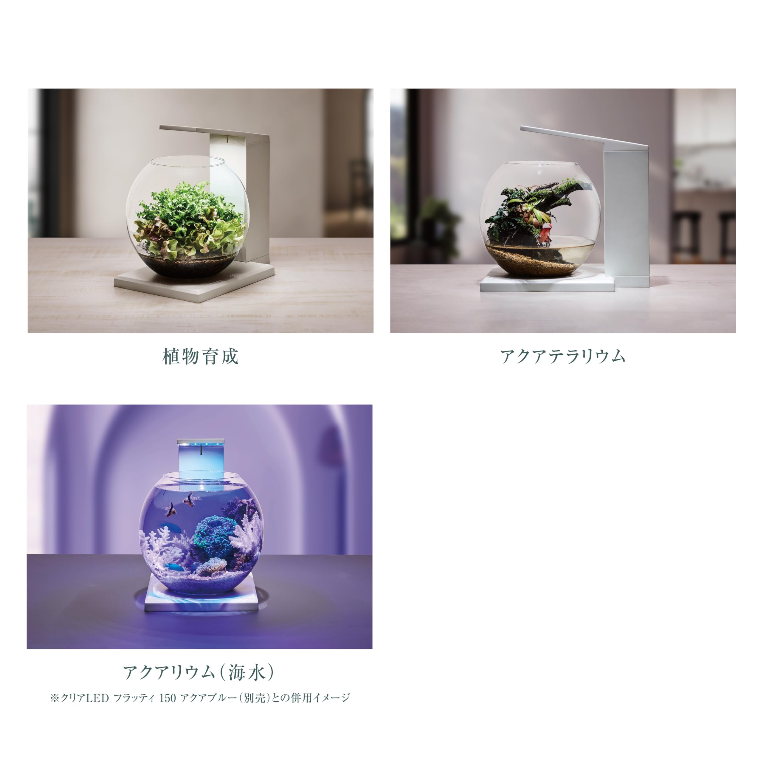 Amazon | ジェックス グラスアクア デカペルコ DEKA PERCO DB-WH 