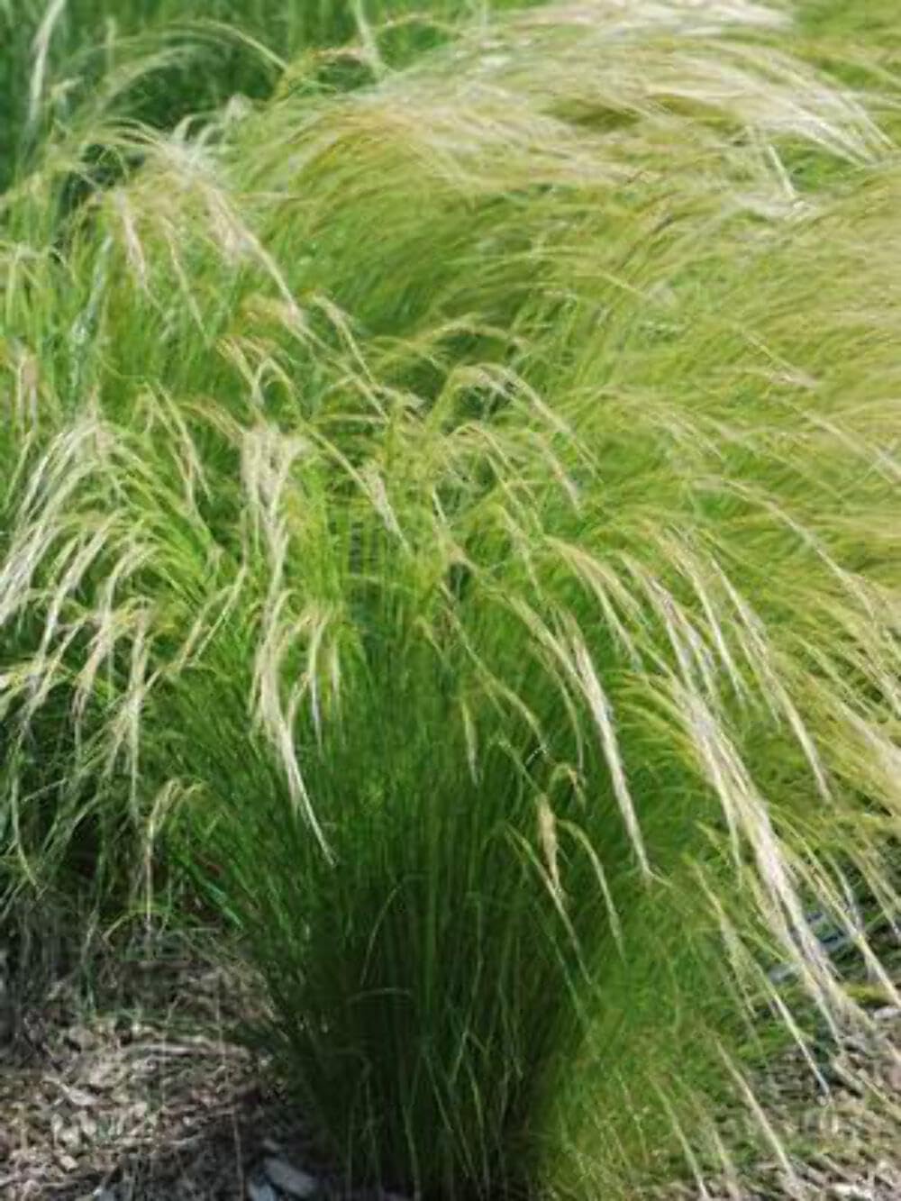 Mexican Feather Grass #1 Container