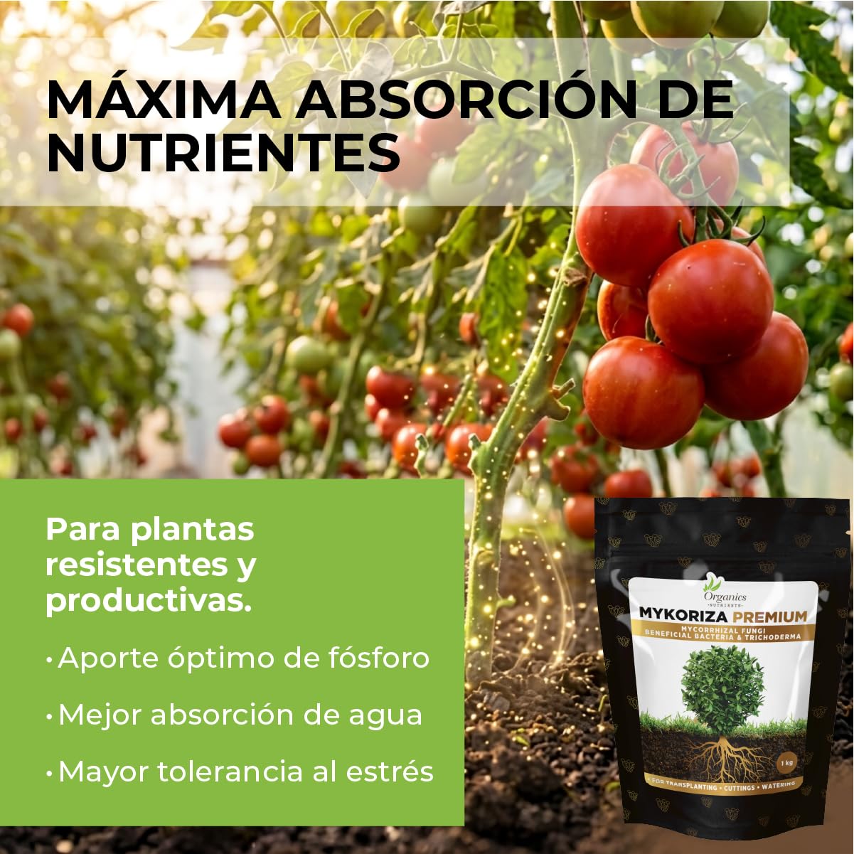 Mykoriza – Polvo Orgánico de Micorrizas con Hongos Endomicorrícicos y Ectomicorrícicos para el Crecimiento de Raíces, Absorción de Nutrientes y Cultivos (1KG)