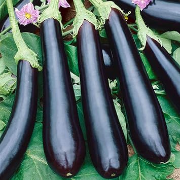 Seeds Vegetable Black Eggplant Long Pop - 30 Seeds
