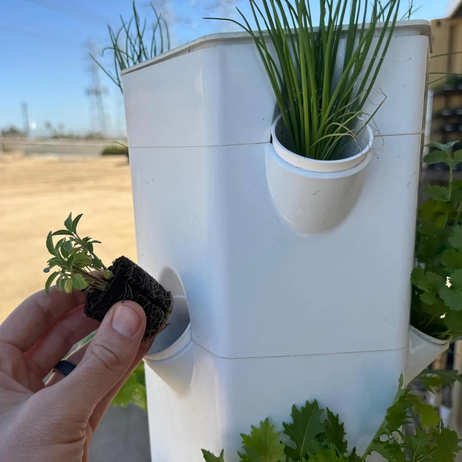 Sage Seedlings: Ready-to-Plant, Starts, Starters, Plugs, Garden Ready, Live Plants, Transplants, Pre-Sprouted, Soil & Hydroponic Gardens (12 seedlings)