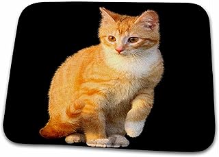 3dRose Funny Red Cat Pet Kitten with Black Background - Dish Drying Mats (ddm-266203-1)