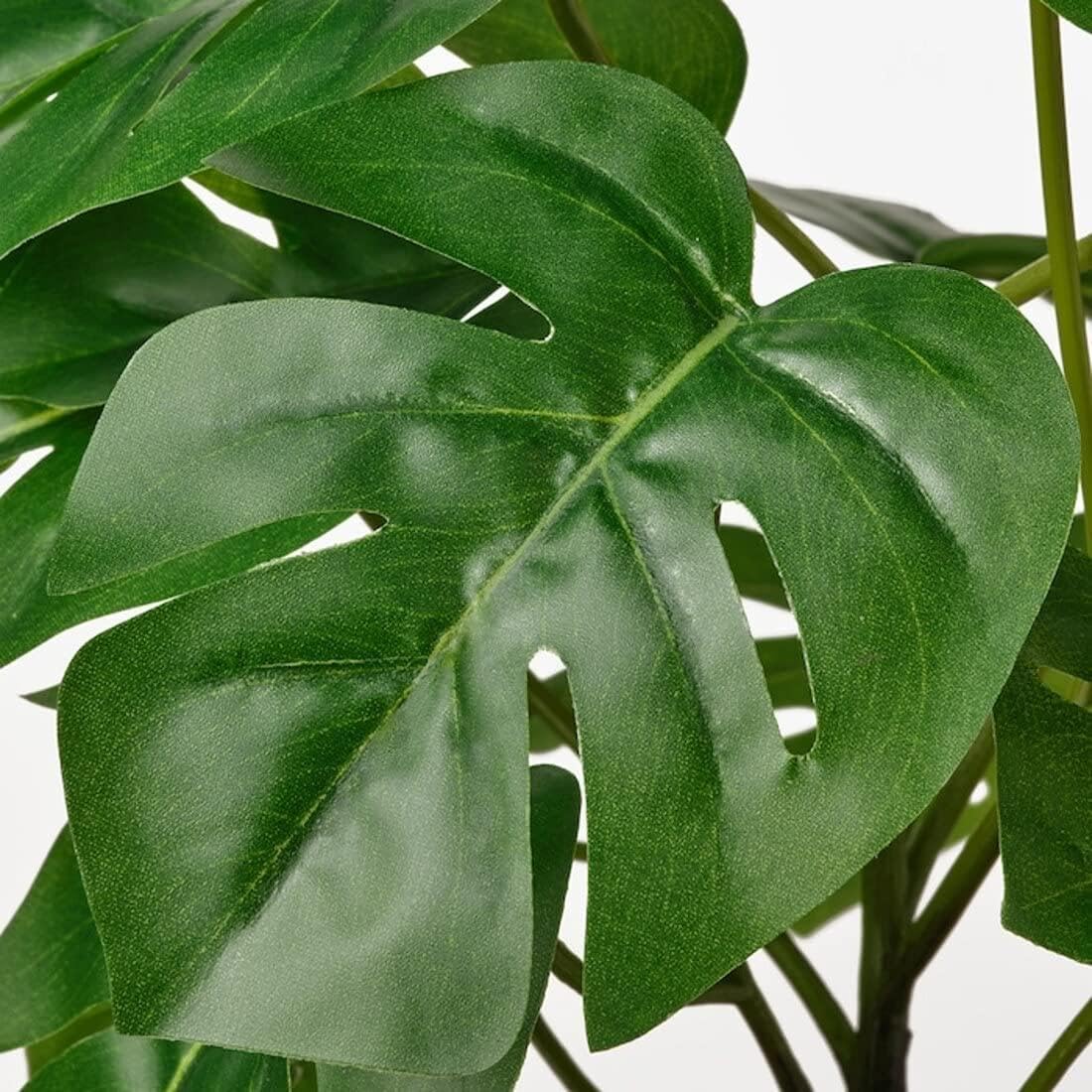 monstera peru kaufen Monstera obliqua Peru – Berlinplant