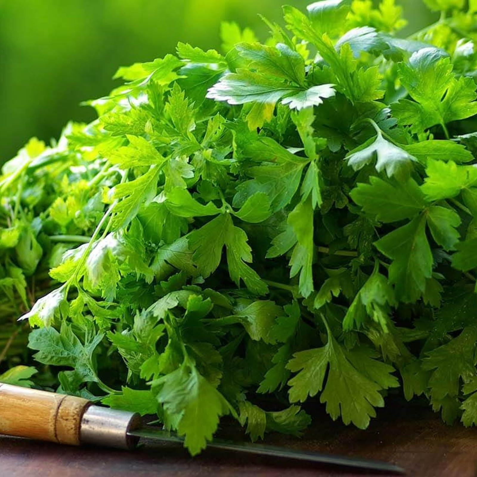 Carbeth Plants - Parsley Herb Plants - 3 x 9cm Pots - French Flat Leaf - Perfect for Culinary Use