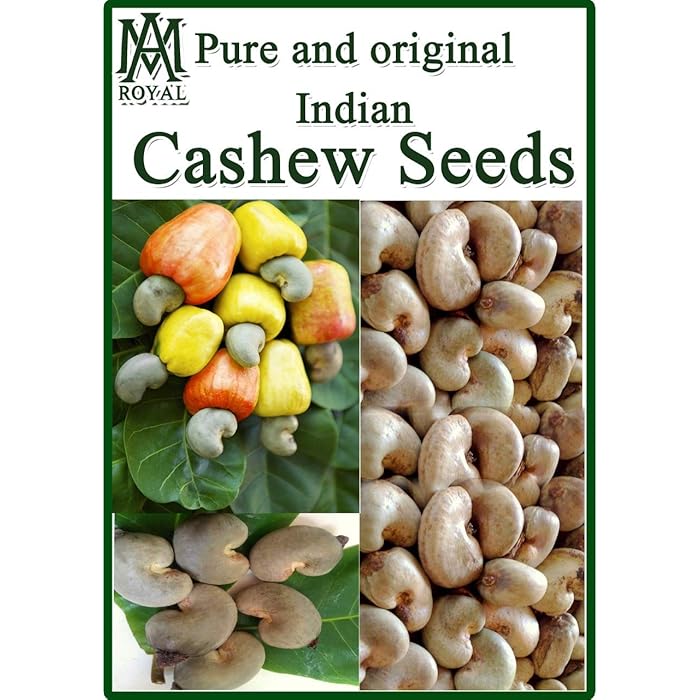 Buy AM Royal Enterprises, 10 Seeds of Cashew Nut Apple, Anacardium