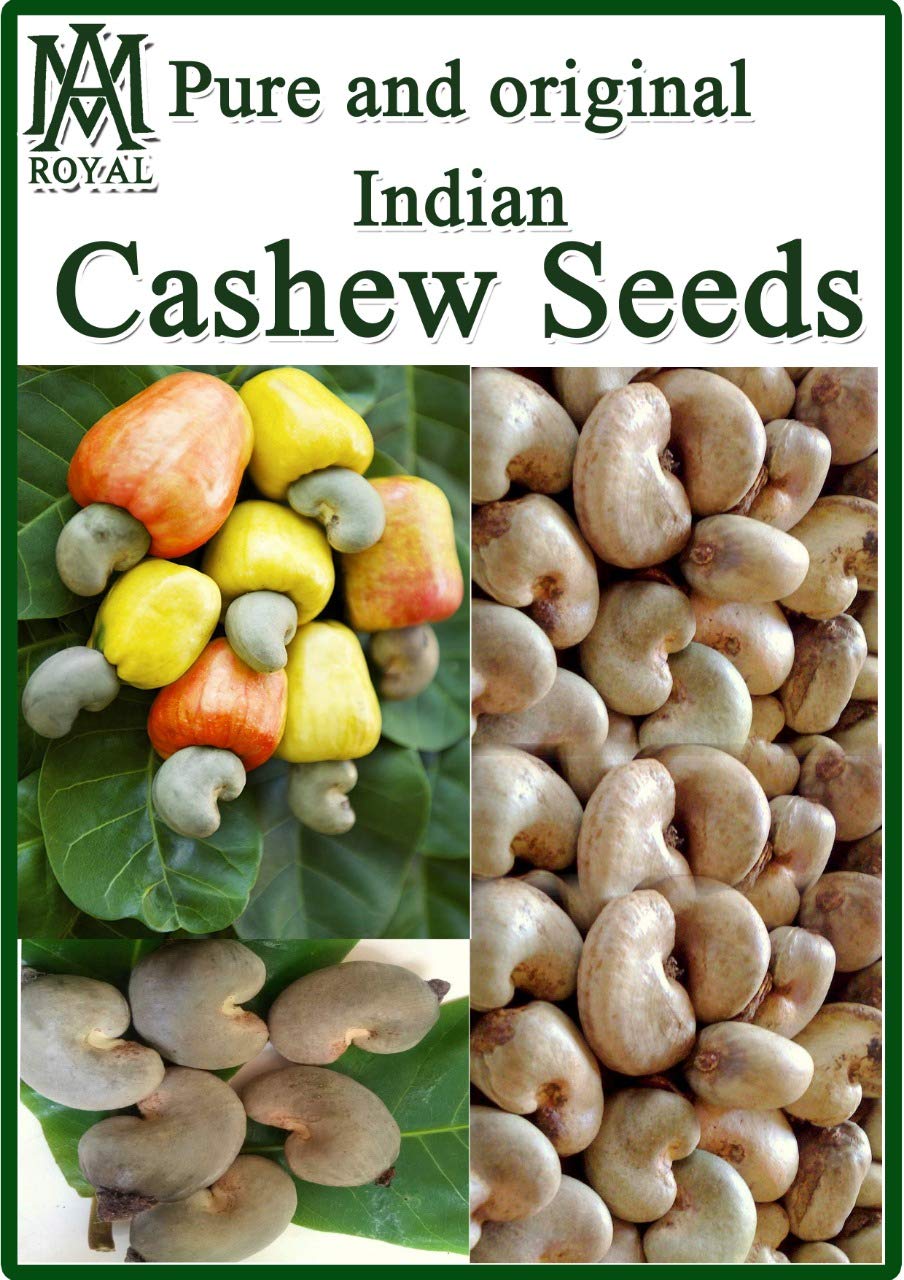AM Royal Enterprises, 12 Seeds of Cashew Nut Apple, Anacardium Occidentale, Rare Tropical Plant Tree Seed (B07V3Y3DRR) Amazon Price History, Amazon Price Tracker