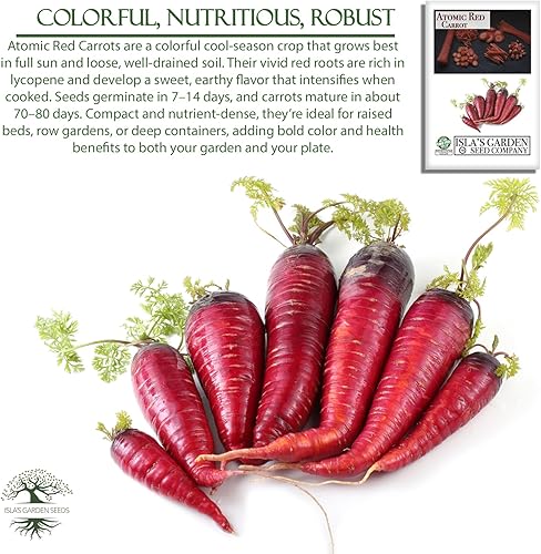 Miniatura 5 de Semillas de zanahoria roja atómica para plantar, más de 250 semillas de reliquia por paquete, semillas de jardín de Isla (semillas de jardín de