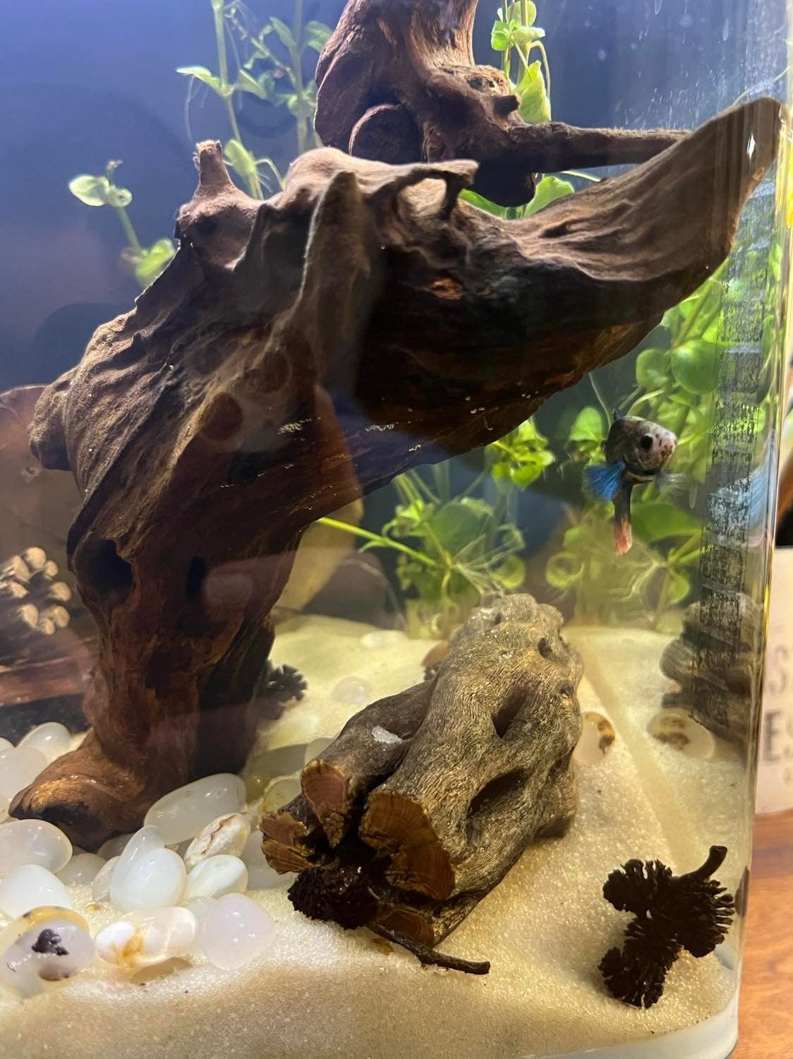 3/mo Finance AquaNatural Sugar White Sand 10lb Substrate for