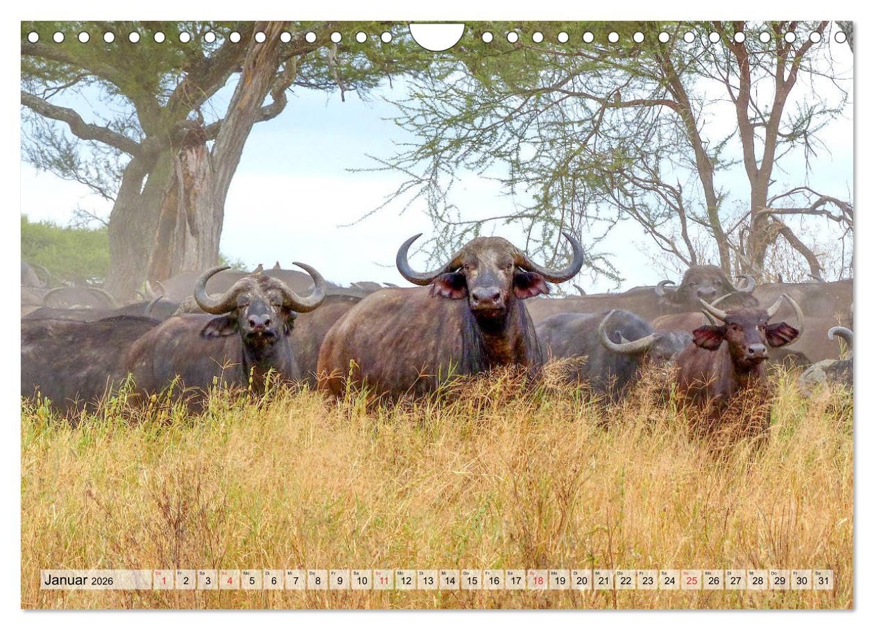 Tansania. Impressionen aus Ostafrika (Wandkalender 2026 DIN A4 quer), CALVENDO Monatskalender: Dieser Kalender nimmt Sie mit in das ostafrikanische ... Länder Afrikas. (CALVENDO Natur)