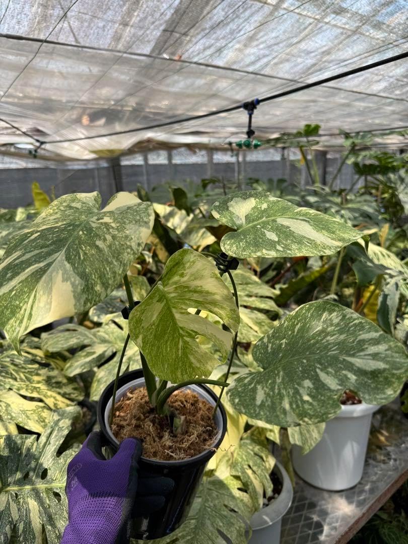 6 モンステラ　レガシー　カット苗　美健康株 6 モンステラ レガシー カット苗 美健康株