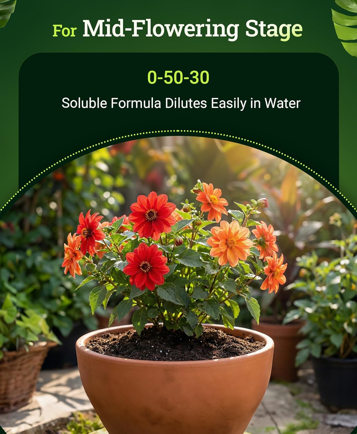 FoxFarm Beastie Bloomz Water Soluble Fertilizer for Mid-Flowering Stage, High Phosphorus Fertilizer 0-50-30, Supports Blossom Development, Easily Dilutes in Water, Ideal for Hydroponics & Soil, 2 lb