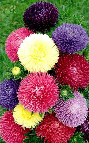 Miniatura 5 de KIRA SEEDS - Semillas Pompon Aster Mix - Flores anuales para plantar - Sin OMG